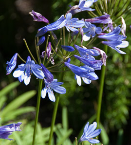 Camassia scilloides (wild hyacinth, Atlantic camas, southern wild hyacinth)
