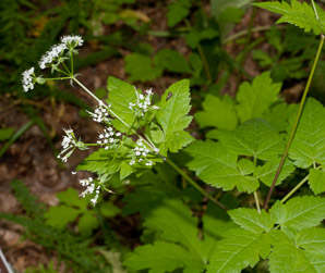 Osmorhiza claytonii (sweet cicely, Clayton’s sweetroot, sweet jarvil, woolly sweet cicely)