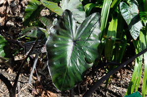 Colocasia esculenta (taro, elephant ear, cocoyam, eddo, eddoe, dasheen, dashee)
