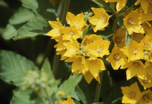 Lysimachia punctata (garden loosestrife, yellow loosestrife, circle flower, large yellow loosestrife)