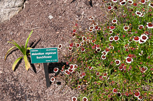 Veratrum virginicum (bunchflower)