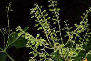 Collinsonia canadensis (richweed, stoneroot)