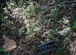 Vitex rotundifolia (beach vitex)