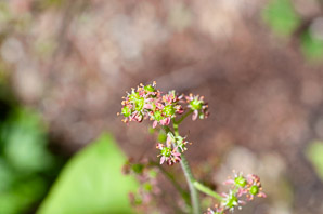 Saxifraga pensylvanica (swamp small-flowered-saxifrage)