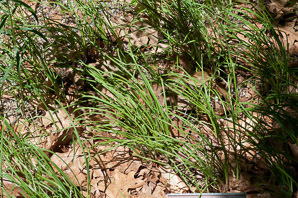 Allium stellatum (prairie onion)