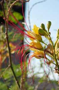 Caesalpinia gilliesii (yellow bird-of-paradise, desert bird-of-paradise, bird-of-paradise shrub)
