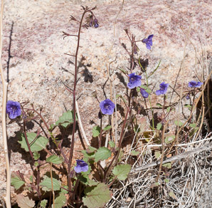 Phacelia campanularia (desertbells, desert bell, desert bluebells)