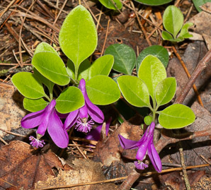 Polygala paucifolia (fringed polygala, gaywings, fringed milkwort)