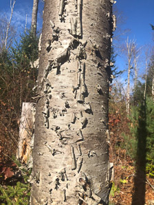Betula alleghaniensis (yellow birch)