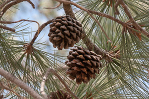 Pinus torreyana (Torrey pine)