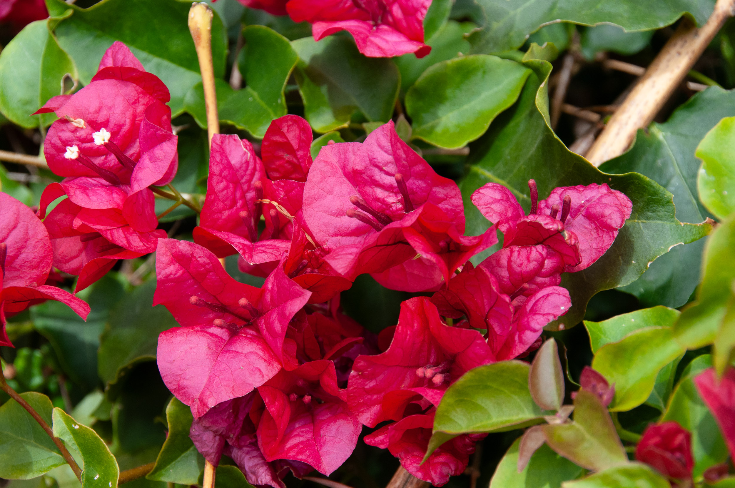 Hướng dẫn trồng cây hoa giấy phong thủy – Bougainvillea spectabilis