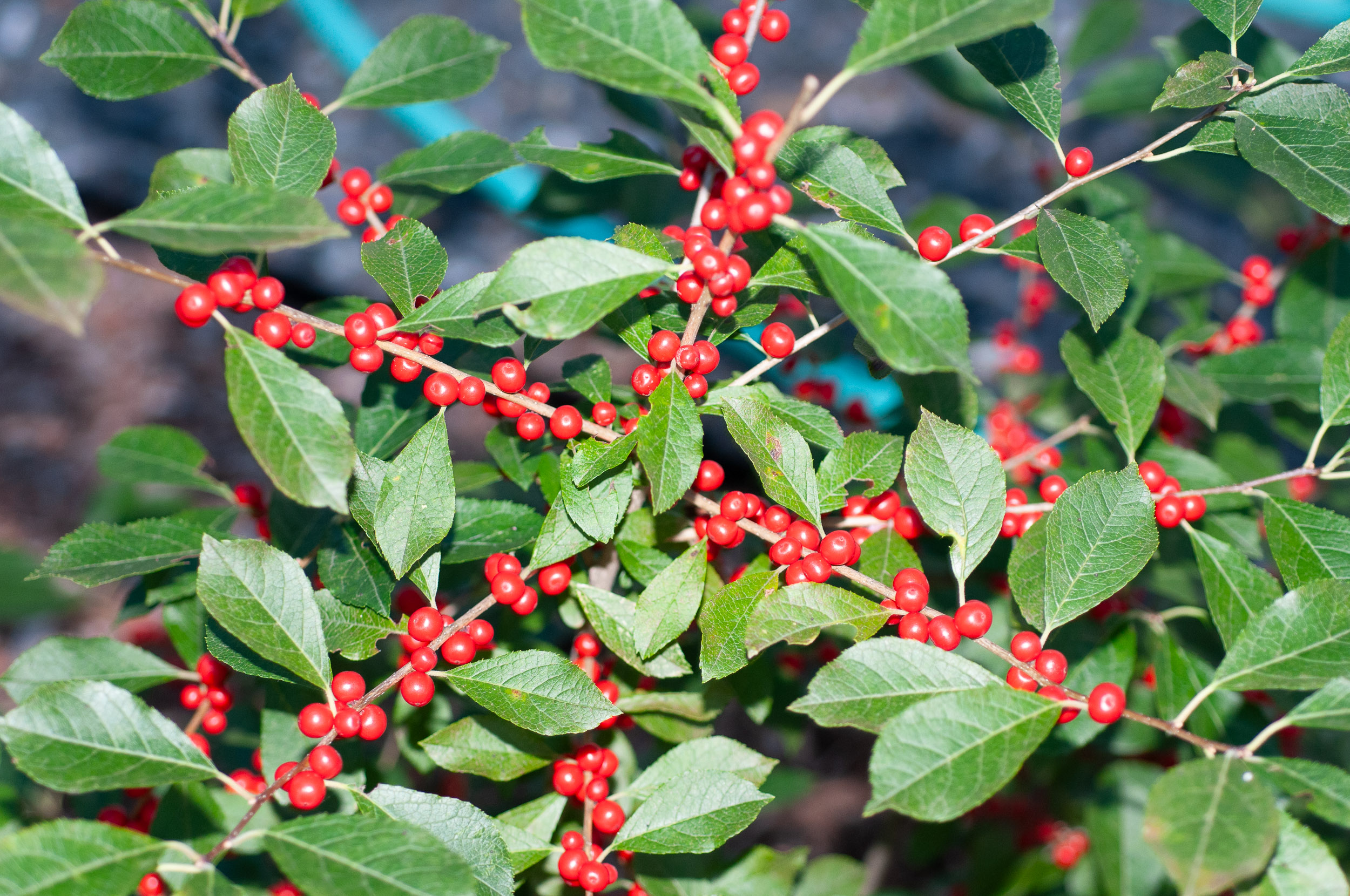 Ilex verticillata ‘Red Sprite’ (Winterberry ‘Red Sprite’)