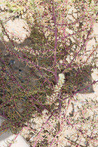 Salsola tragus (tumbleweed)