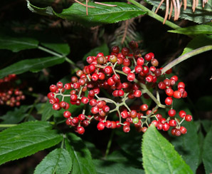 Sambucus racemosa (red elderberry, redberry elder, red-berried elder)