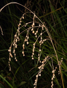 Glyceria canadensis (rattlesnake manna grass)