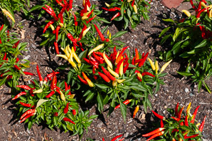 Capsicum annuum (ornamental pepper f1)