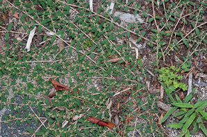 Chamaesyce maculata (prostrate spurge, spotted sandmat, spotted spurge, milk purslane)