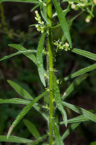Conyza canadensis (horseweed, Canada horseweed)