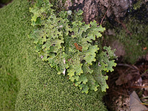 Lobaria pulmonaria (lungwort, tree lungwort, lung lichen, lung moss, oak lungs)