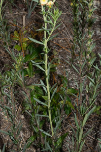 Heliotropium polyphyllum (pineland heliotrope)