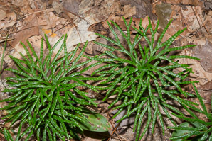 Diphasium anceps (ground cedar, northern brown cedar, flat-branched club moss)