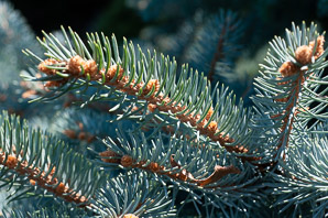 Picea pungens (Colorado blue spruce)