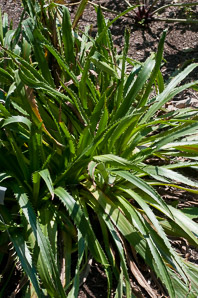 Eryngium agavifolium (agave-leaved sea holly)