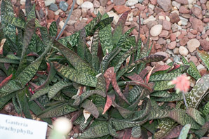 Gasteria brachyphylla (Klein Karoo gasteria)