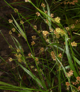 Rhynchospora capitellata (brownish beaksedge)