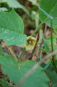 Physalis virginiana (Virginia ground cherry)
