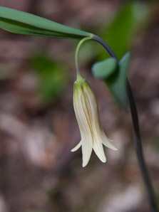 Uvularia sessilifolia (sessile bellwort, wild oats, sessile-leaved bellwort)