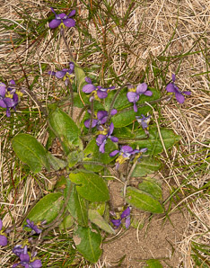 Viola sagittata (arrow-leaved violet, northern downy violet, arrowleaf violet)