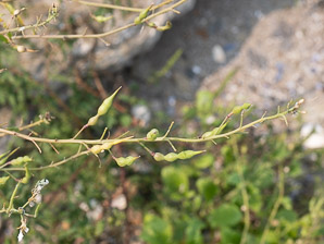 Raphanus raphanistrum (wild radish)