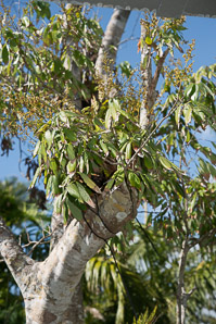 Litchi chinensis (lychee)