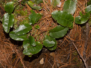 Epigaea repens (trailing arbutus)