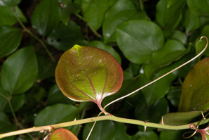 Smilax rotundifolia (common greenbrier)