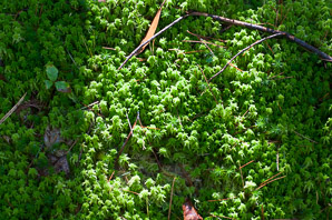 Sphagnum palustre (prairie sphagnum, blunt-leaved bogmoss)