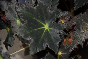 Begonia ‘Black (begonia)