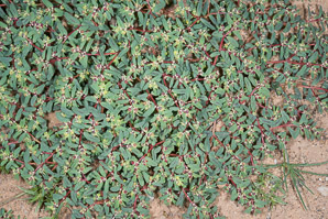 Chamaesyce serpyllifolia (thymeleaf sandmat, thyme-leafed spurge)