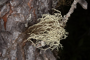 Evernia mesomorpha (boreal oakmoss, ring lichen)