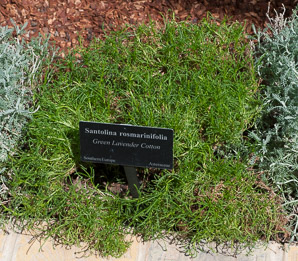 Santolina rosmarinifolia (green lavender cotton)