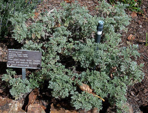 Artemisia ‘Powis (wormwood)