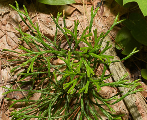 Diphasium anceps (ground cedar, northern brown cedar, flat-branched club moss)