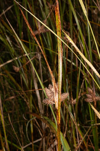 Bolboschoenus maritimus (saltmarsh tuber-bulrush)