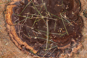 Phaeolus schweinitzii (velvet-top fungus, Dyer's Polypore, Dyer's Mazegill, Dyer’s polypore, Dyer)