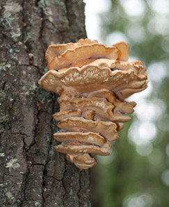 Climacodon septentrionalis (northern tooth fungus, white rot fungus)
