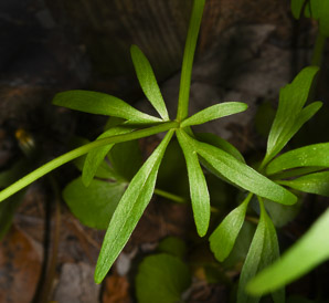 Ranunculus abortivus (kidney-leaved buttercup, kidney-leaved crowfoot, little-leaf buttercup, kidney-leaved cr)
