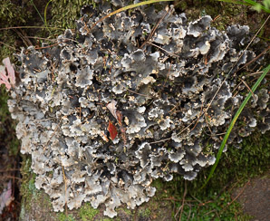 Peltigera membranacea (membranous dog-lichen)