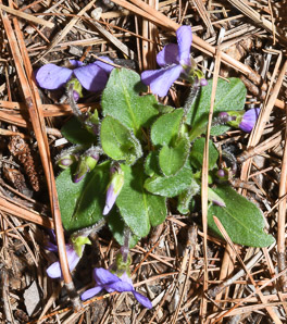 Viola sagittata (arrow-leaved violet, northern downy violet, arrowleaf violet)
