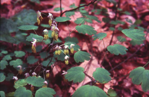 Thalictrum dioicum (early meadow rue, quicksilver-weed, early Meadow-rue, early meadowrue)